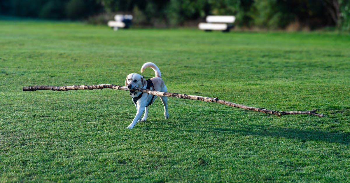 De stille pijn van je hond: hoe je heup- en gewrichtsproblemen voorkomt en aanpakt bij grote rassen