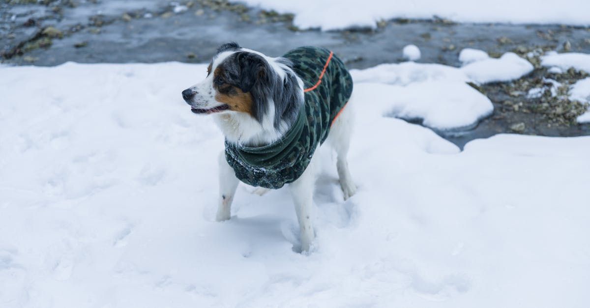 Droge huid bij honden in de winter: oorzaken en oplossingen