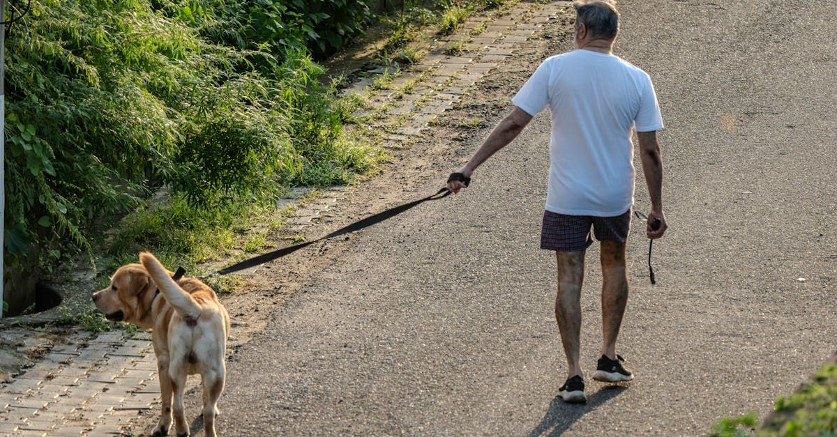 Glucosamine voor honden: werkt het echt?