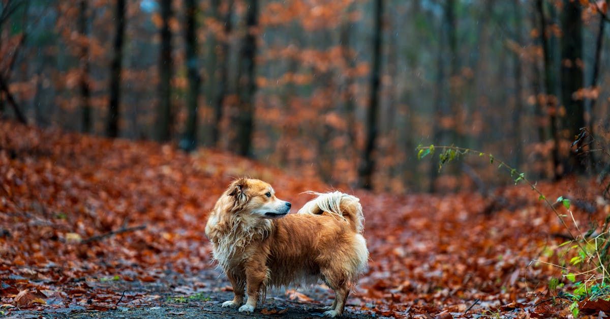 Herfst met je hond: 7 seizoenstips voor gezondheid