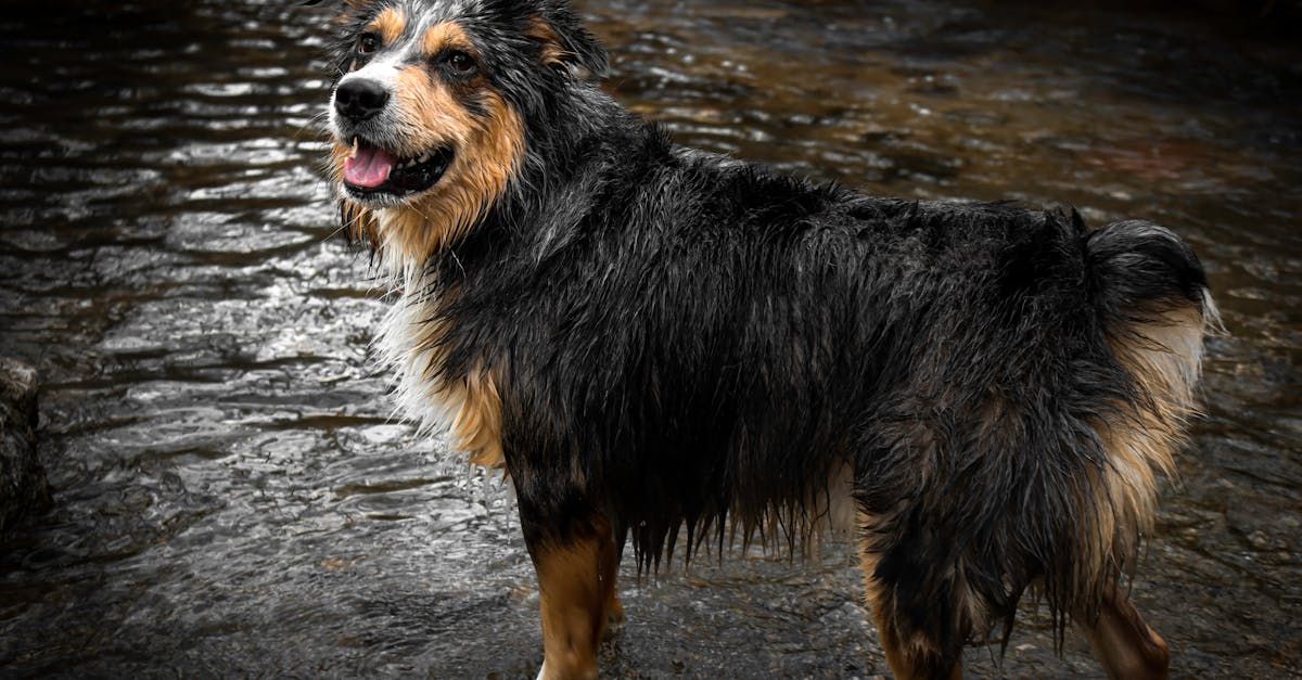 Omega-3 voor honden: voordelen, bronnen en dosering