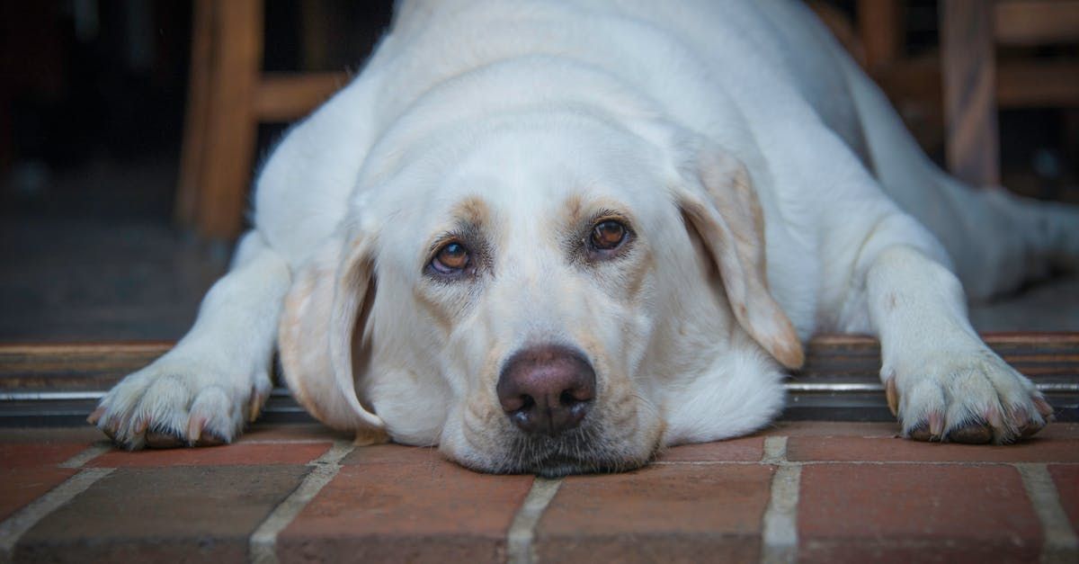 Overgewicht bij honden: herkennen, risico's en aanpakken