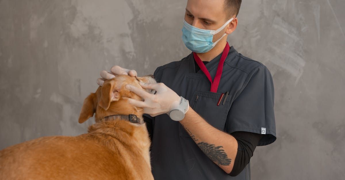 Dierenarts onderzoekt hond en adviseert over probiotica