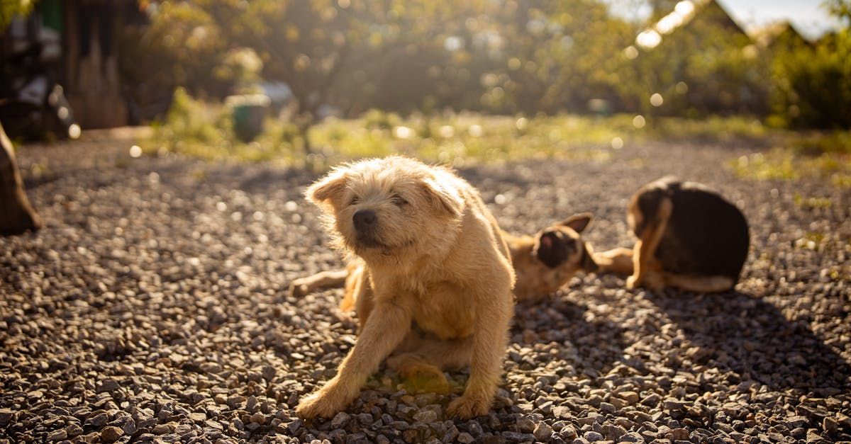 Vergelijking: beste anti-jeuk probiotica voor honden