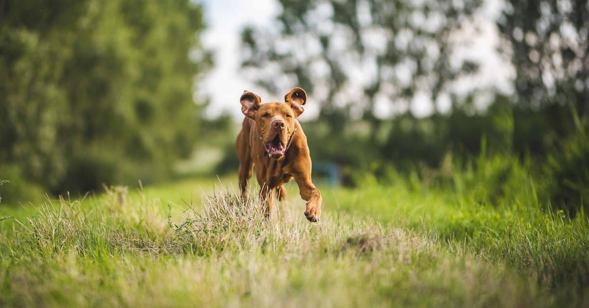 Waarom sport belangrijk is voor je hond (en hoe je samen in beweging komt)